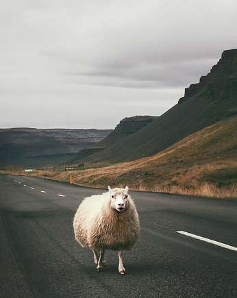 Fotografia kolekcjonerska "Owca na szosie", BITE OF ICELAND