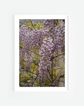 Zwisająca wisteria I Plakat, Katarzyna Kątna