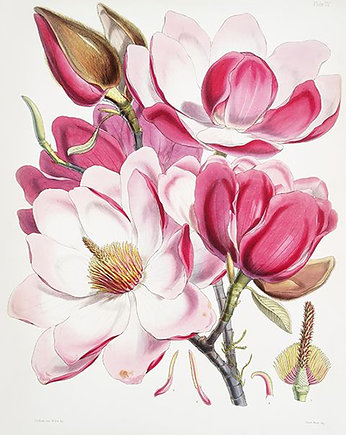 Kwiaty-magnolia-ilustracja-vintage, Galeria LueLue