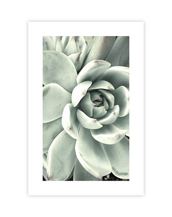 Plakat Sukulent, KNOR