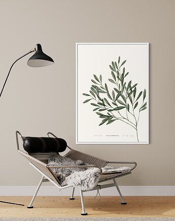 Oliwka  / Reprodukcja autorskiej akwareli, Margo Hupert