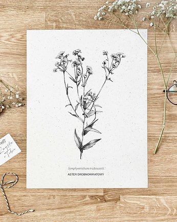 Aster drobnokwiatowy - rysunek botaniczny, beata sketches