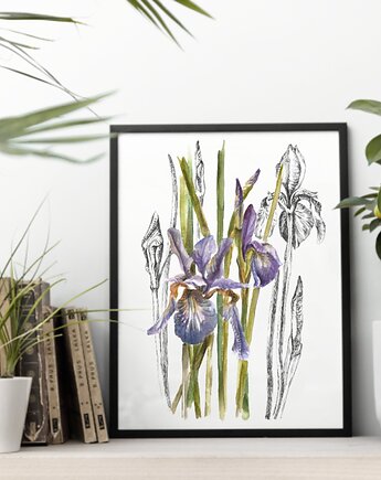 Irysy - akwarela art print w oprawie., beata sketches