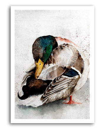 OBRAZ NA PŁÓTNIE -KACZOR  40x60, LUdesign gallery