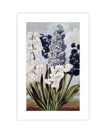 Plakat Bukiet, KNOR
