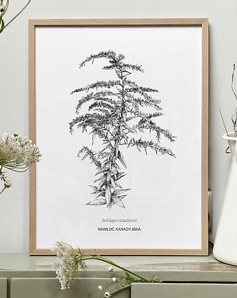 Nawłoć - rysunek botaniczny., beata sketches