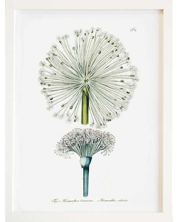 Ilustracja botaniczna Hematus, botanika
