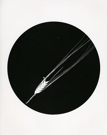 Kłosik_1, PAPER AND LIGHT