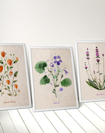 3 ilustracje botaniczne | 50x70 cm, Anita Tomala