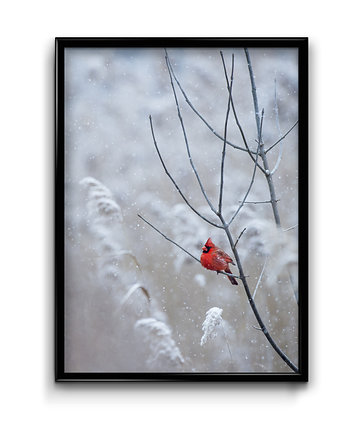 Plakat Czerwony Ptaszek, Bury Lis