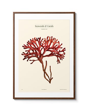 Plakat Koral Czerwony, Dorota Wątkowska