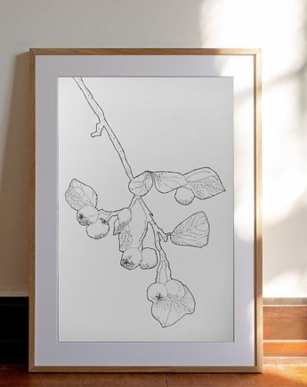 Rysunek cienkopis Owoce Kumkwatu oryginalny 18x26 cm, Kwitnace