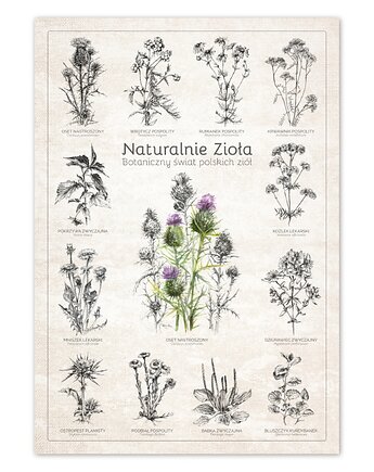 Naturalnie Zioła. Plakat botaniczny., beata sketches
