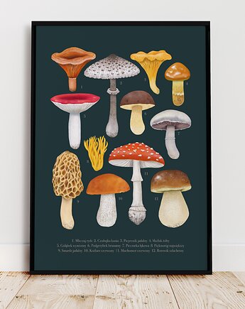 Plakat "Grzyby" 30x40 cm na granatowym tle, Studio Stonka