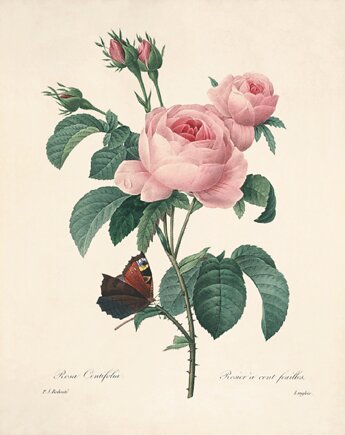 Róża stara Grafika  Rysunek kwiaty Ilustracja Druk Botaniczny prezent, Victorian wall art
