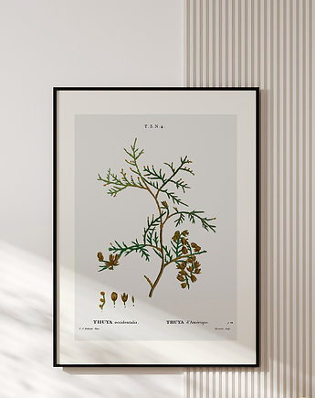Plakat z botaniczną ryciną THUYA, muybien