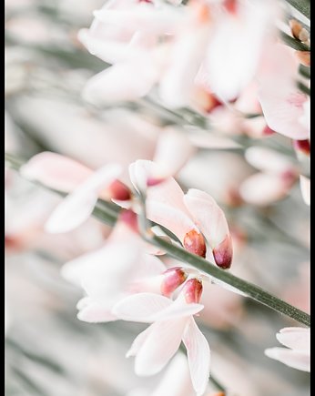 Plakat "Pastelowe kwiatki", Fotobloki and decor