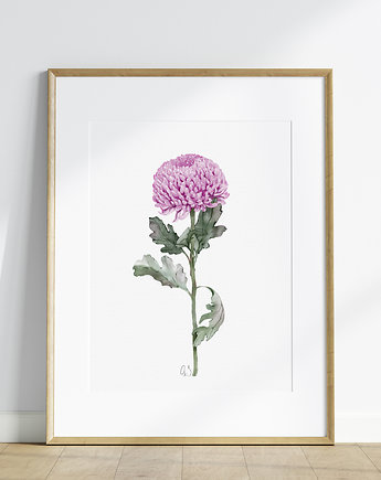 Różowa chryzantema, grafika, akwarela, Urszula Steczkiewicz