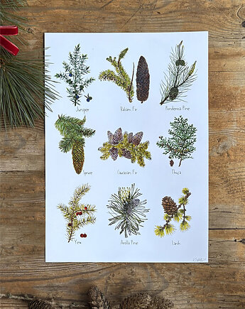 Iglaki - grafika na ścianę- ilustracja- las, BOSKE