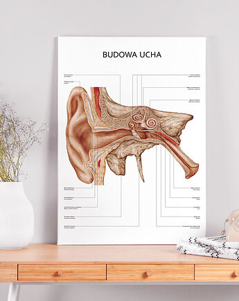 Plakat Budowa Ucha, Marta Pawelec Medical Art