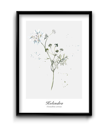 Plakat Kolendra, Bury Lis