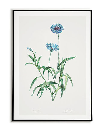 Plakat botaniczny GRAFIKA niebieski Chaber, Bajkowe Obrazki