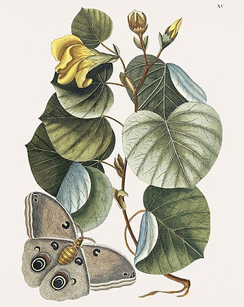 Motyl-wsrod-roslin-ilustracja-vintage, Galeria LueLue