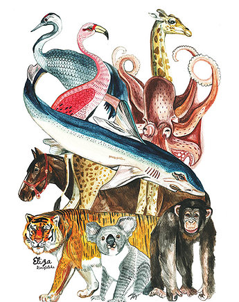 Zwierzęta Świata Plakat, Eliza Konofalska