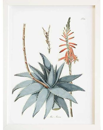 ALOES  ZIELNIK plakat  A4, A3, 30X40cm, botanika