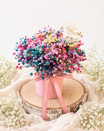 Flowerbox mini trwała gipsówka tęcza, Łąka