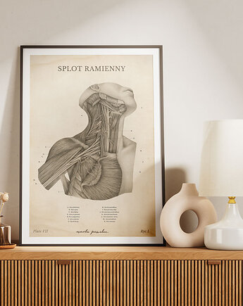 Plakat Splot Ramienny Vintage, Marta Pawelec Medical Art