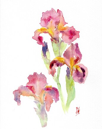 Oryginalna akwarela. Irysy, alquadro