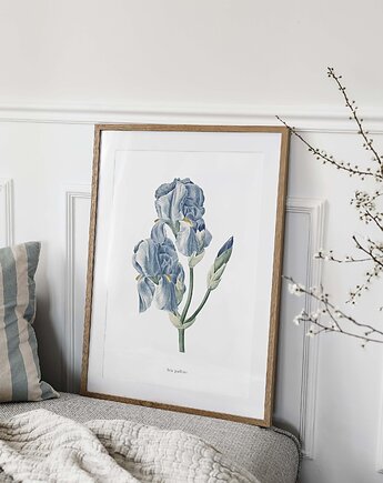 Plakat Irys Pallida, HERBAROOM