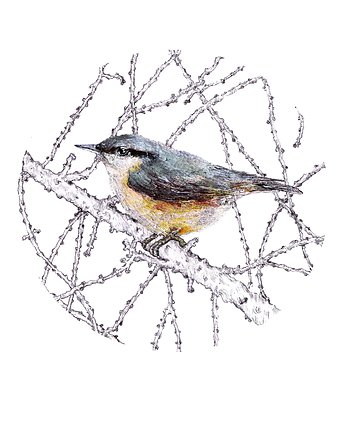 Kowalik- grafika- ilustracja- Polskie Ptaki, BOSKE