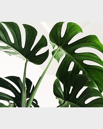 Podkładki na stół Monstera 4szt. 40x30cm, Home Design