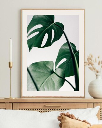 PLAKAT MONSTERA LIŚCIE BOTANICZNY z monsterą, black dot studio