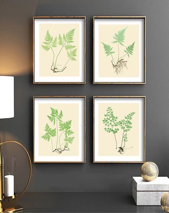 PLAKATY  botaniczne paproć grafiki  vintage, black dot studio