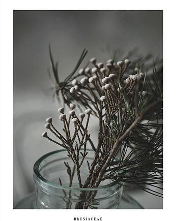 Plakat fotografia - suszki 50x70 cm, Margo Hupert