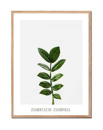 Plakat botaniczny ZAMIOCULCAS, OKAZJE - Prezenty na 18 dla syna