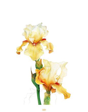 Plakat Iris, Kredka Papier