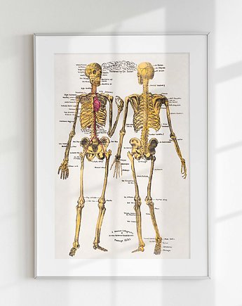 Plakat retro- anatomia, raspberryEM