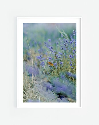 Motyl II, Katarzyna Kątna