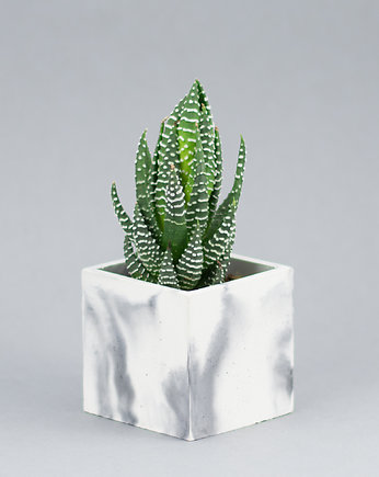 MINI kwadratowa osłonka na kaktusa 6 cm, GREEN FEVER Concrete Decor