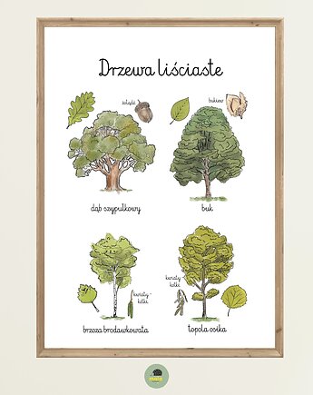 Plakat Edukacyjny Drzewa Liściaste 1 Montessori dla dzieci, Maja Montessori