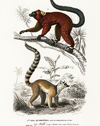 Lemur-plakat-rycina, Galeria LueLue