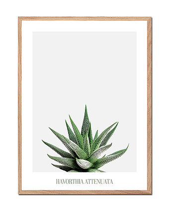 Plakat botaniczny HAVORTHIA, OKAZJE - Prezenty na 18 dla syna