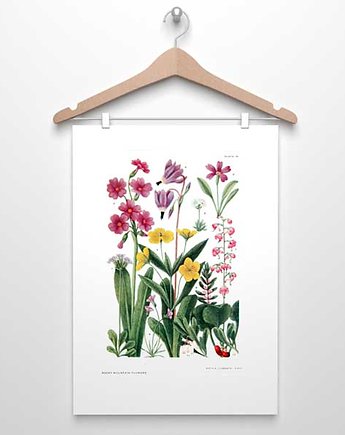ZESTAW 6 PLAKATÓW  KWIATY GÓRSKIE  A3, 30x40, botanika