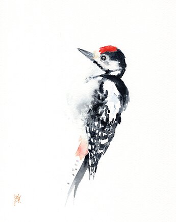 Oryginalna akwarela. Dzięcioł, alquadro