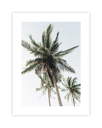 Palmy Plakat, KNOR