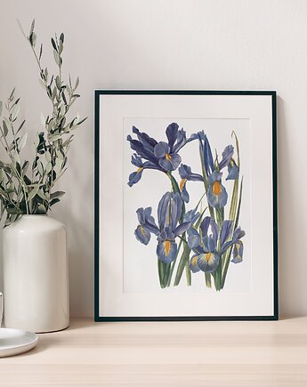 Plakat Irysy, HERBAROOM